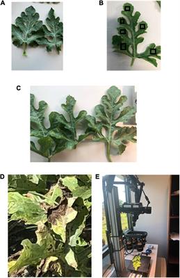 Identification and Classification of Downy Mildew Severity Stages in Watermelon Utilizing Aerial and Ground Remote Sensing and Machine Learning